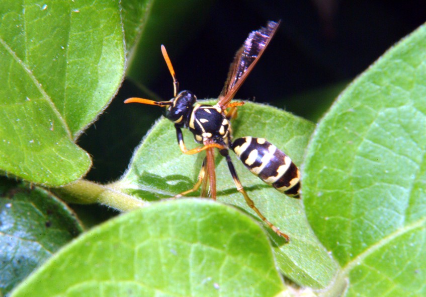 Le meraviglie  Polistes allistituto di bellezza